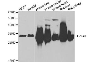 Western blot analysis of extracts of various cell lines, using HAGH antibody (ABIN5973978) at 1/1000 dilution. (HAGH anticorps)