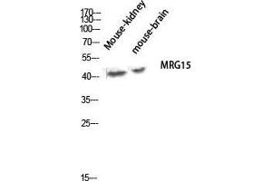 Western Blot (WB) analysis of Mouse Kidney Mouse Brain lysis using MRG15 antibody. (MORF4L1 anticorps  (Internal Region))