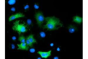 Anti-MAPK7 mouse monoclonal antibody (ABIN2454053) immunofluorescent staining of COS7 cells transiently transfected by pCMV6-ENTRY MAPK7 (RC203506). (MAPK7 anticorps)