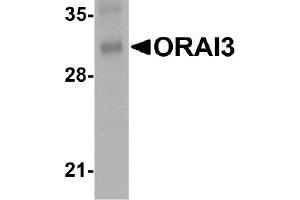 Western Blotting (WB) image for anti-ORAI Calcium Release-Activated Calcium Modulator 3 (ORAI3) (C-Term) antibody (ABIN492536) (ORAI3 anticorps  (C-Term))