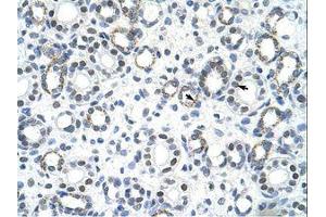 anti-Goosecoid Homeobox 2 (GSC2) (C-Term) antibody