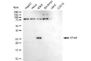 Western blotting analysis using STAR antibody (ABIN7800439).