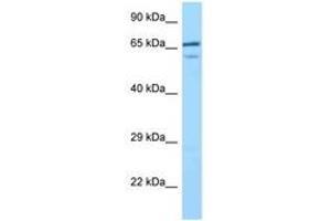 Image no. 1 for anti-Villin-Like (VILL) (C-Term) antibody (ABIN6748113) (VILL anticorps  (C-Term))