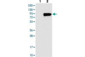 Western blot analysis of Lane 1: Negative control (vector only transfected HEK293T lysate), Lane 2: Over-expression Lysate (Co-expressed with a C-terminal myc-DDK tag (~3. (WSCD1 anticorps)