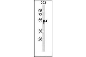 Western blot analysis of GCNT3 Antibody (N-term) in 293 cell line lysates (35ug/lane). (GCNT3 anticorps  (N-Term))