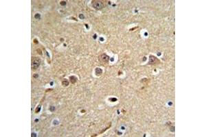 NEDD4 antibody IHC analysis in formalin fixed and paraffin embedded brain tissue. (NEDD4 anticorps  (AA 1288-1319))