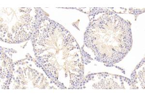 Detection of TMSB4X in Mouse Testis Tissue using Polyclonal Antibody to Thymosin Beta 4 (TMSB4X) (TMSB4X anticorps  (AA 1-44))