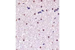 A staining YY1 in Monkey brain tissue sections by Immunohistochemistry (IHC-P - paraformaldehyde-fixed, paraffin-embedded sections). (YY1 anticorps)