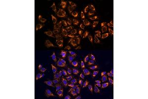 Immunofluorescence analysis of U2OS cells using CK Rabbit pAb (ABIN6134474, ABIN6138645, ABIN6138646 and ABIN6223731) at dilution of 1:100. (CKAP4 anticorps)