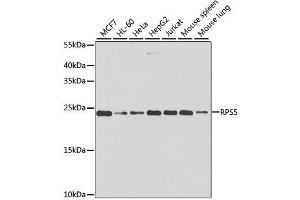 Western blot analysis of extracts of various cell lines, using RPS5 antibody. (RPS5 anticorps  (AA 1-204))