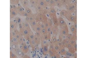 Used in DAB staining on fromalin fixed paraffin- embedded liver tissue (Nucleobindin 1 anticorps  (AA 37-461))