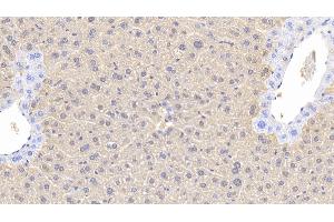 Detection of ARG in Mouse Liver Tissue using Polyclonal Antibody to Arginase (ARG)