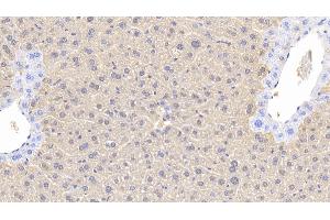Detection of ARG in Mouse Liver Tissue using Polyclonal Antibody to Arginase (ARG) (ARG anticorps  (AA 1-323))