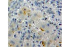Used in DAB staining on fromalin fixed paraffin-embedded Liver tissue (SIGLEC7 anticorps  (AA 18-353))
