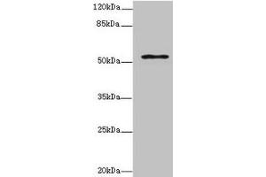 Western blot All lanes: ZNF610 antibody at 7 μg/mL + MCF-7 whole cell lysate Secondary Goat polyclonal to rabbit IgG at 1/10000 dilution Predicted band size: 54, 49 kDa Observed band size: 54 kDa (ZNF135 anticorps  (AA 1-200))