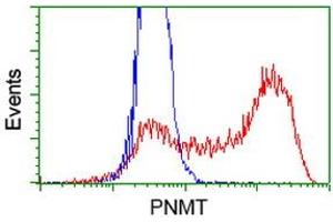 HEK293T cells transfected with either RC206586 overexpress plasmid (Red) or empty vector control plasmid (Blue) were immunostained by anti-PNMT antibody (ABIN2454522), and then analyzed by flow cytometry. (PNMT anticorps)