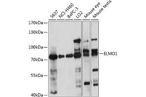 Western blot analysis of extracts of various cell lines, using ELMO1 antibody  at 1:1000 dilution. (ELMO1 anticorps  (AA 527-727))