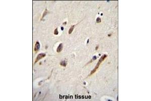 FBXW11 Antibody (Center) (ABIN655166 and ABIN2844782) immunohistochemistry analysis in formalin fixed and paraffin embedded human brain tissue followed by peroxidase conjugation of the secondary antibody and DAB staining. (FBXW11 anticorps  (AA 168-196))