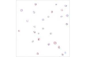 Immunocytochemistry of USP10 in Jurkat cells with USP10 antibody at 20 μg/ml.