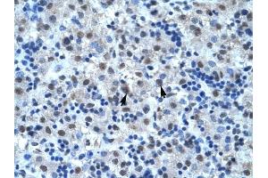 CDC25B antibody was used for immunohistochemistry at a concentration of 4-8 ug/ml to stain Hepatocytes (arrows) in Human Liver.