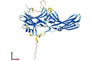 AlphaFold protein structure predicition of Human Recombinant SAG Protein, UniprotID P10523