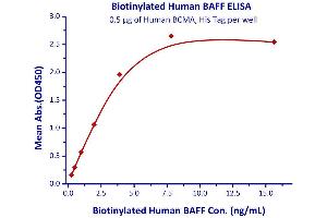Immobilized Human BCMA, His Tag  with a linear range of 0.