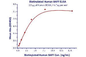 Immobilized Human BCMA, His Tag  with a linear range of 0. (BCMA Protein (AA 1-54) (His tag))