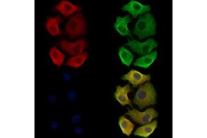 ABIN6265302 and ABIN6278531 staining Hela cells by IF/ICC. (ST3GAL3 anticorps  (C-Term))