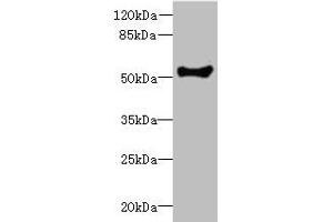 Western blot All lanes: COCH antibody at 1. (COCH anticorps  (AA 20-260))