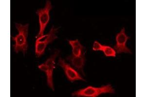ABIN6275353 staining Hela by IF/ICC. (PEX10 anticorps  (Internal Region))