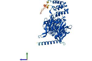 AlphaFold protein structure predicition of Mouse Recombinant Klhl41 Protein, UniprotID A2AUC9