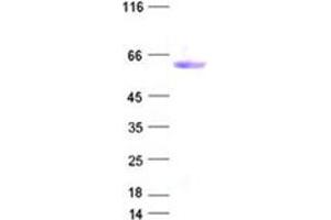 Validation with Western Blot
