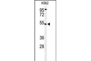 Western blot analysis of CB Antibody (N-term) (ABIN653635 and ABIN2842984) in K562 cell line lysates (35 μg/lane). (CBAA1 (AA 52-81), (N-Term) anticorps)