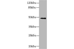 Western blot All lanes: IP6K2 antibody at 3. (IP6K2 anticorps  (AA 1-180))