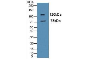 Western blot analysis of Human HeLa cells. (Myeloperoxidase anticorps  (AA 134-263))