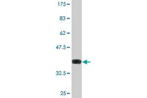 Western Blot detection against Immunogen (36.