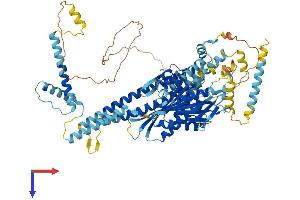 AlphaFold protein structure predicition of Mouse Recombinant Kif9 Protein, UniprotID Q9WV04