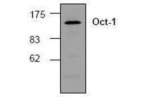 Image no. 1 for anti-POU Domain, Class 2, Transcription Factor 1 (POU2F1) antibody (ABIN155078) (POU2F1 anticorps)