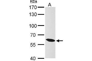 WB Image KPNA4 antibody [C3], C-term detects KPNA4 protein by Western blot analysis. (KPNA4 anticorps  (C-Term))