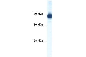 ACTN2 antibody (20R-1159) used at 0. (ACTN2 anticorps  (C-Term))