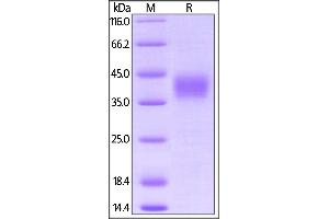 Biotinylated Cynomolgus CD16, His,Avitag (BLI verified) on  under reducing (R) condition.