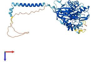 AlphaFold protein structure predicition of Mouse Recombinant Slc3a2 Protein, UniprotID P10852