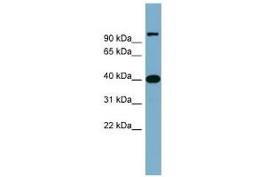 Cyclin D-Type Binding-Protein 1 antibody used at 1 ug/ml to detect target protein. (CCNDBP1 anticorps  (Middle Region))