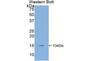 Western blot analysis of the recombinant protein. (PDGF-AA Homodimer (AA 90-190) anticorps)