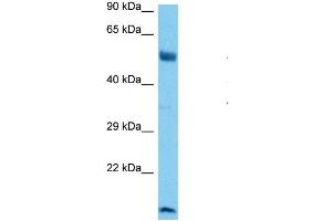 Host:  Mouse  Target Name:  RUNX1  Sample Tissue:  Mouse Brain  Antibody Dilution:  1ug/ml (RUNX1 anticorps  (N-Term))