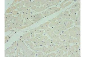 Immunohistochemistry of paraffin-embedded human heart tissue using ABIN7142399 at dilution of 1:100 (MRPL33 anticorps  (AA 1-65))