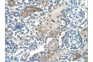 anti-Distal-Less Homeobox Protein 2 (DLX2) (AA 238-287) antibody