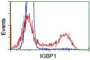 Flow Cytometry (FACS) image for anti-Immunoglobulin (CD79A) Binding Protein 1 (IGBP1) antibody (ABIN1498814) (IGBP1 anticorps)