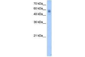 Protein C antibody used at 2. (PROC anticorps)