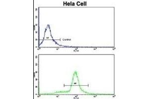 Flow cytometric analysis of hela cells using SRP72 Antibody (Center)(bottom histogram) compared to a negative control cell (top histogram). (SRP72 anticorps  (AA 119-148))